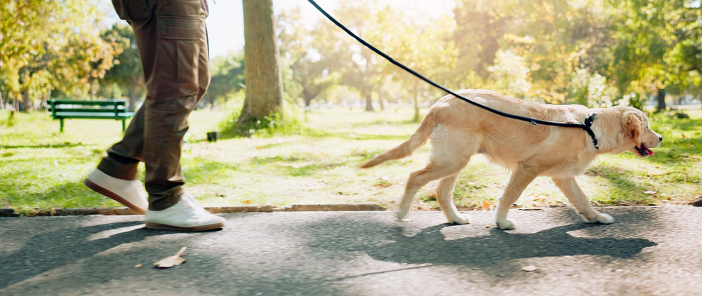 Person walks dog on a lead in a park